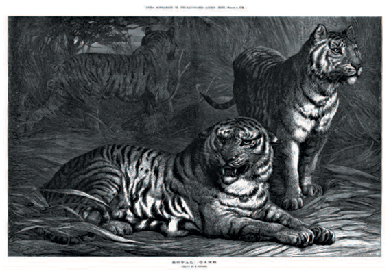 Tigers in The Illustrated London News on TheGenealogist